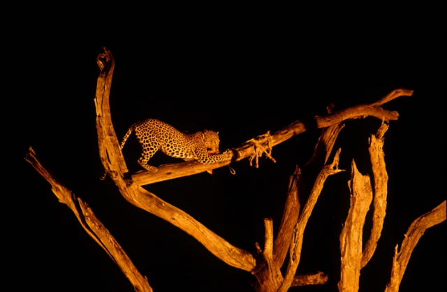 Angelo Tondini &ldquo;un pianeta senza l&rsquo;uomo&rdquo;