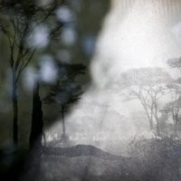 Enrico Bertelli "La Forêt Dans La Ville"