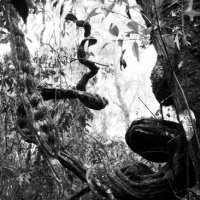 Sergio Vega "A cloud-forest of paper and ink"