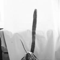 Thomas Zipp. The Pink Noise Diaries