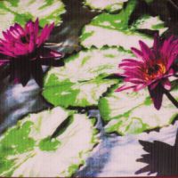 Chiara Dynys. Poisoned Flowers