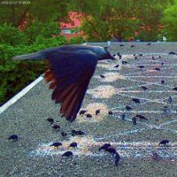 Marinus Boezem "Bird’s-eye view"