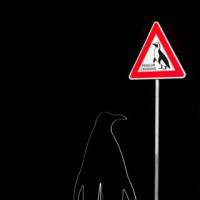 Gabriella Di Trani - Penguin crossing