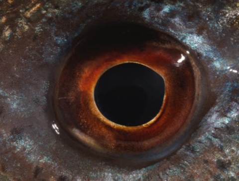 Bruna Esposito &ldquo;davvero&rdquo;