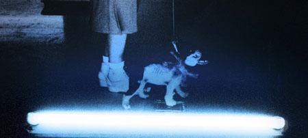 Silvia Lelli  "Neon collection / Neon installation"