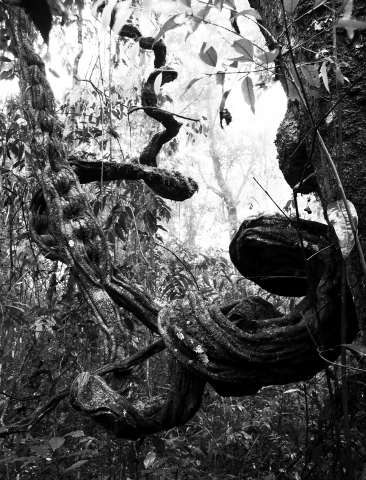 Sergio Vega "A cloud-forest of paper and ink" Sergio Vega "A cloud-forest of paper and ink"