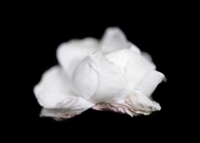 Carlo Ferrari – Vittorio Gui. Les fleurs, Luxe, calme et volupté Carlo Ferrari – Vittorio Gui. Les fleurs, Luxe, calme et volupté