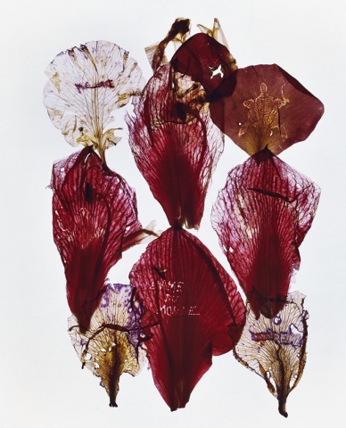 Anne & Patrick Poirier "Dystopia"