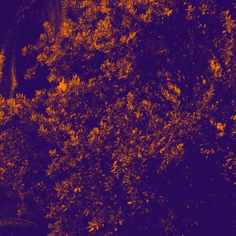 Leonardo Cremonini La luminosità della vita Leonardo Cremonini La luminosità della vita