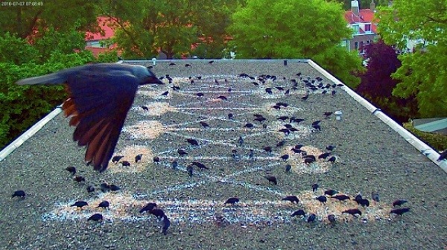Marinus Boezem "Bird&rsquo;s-eye view"
