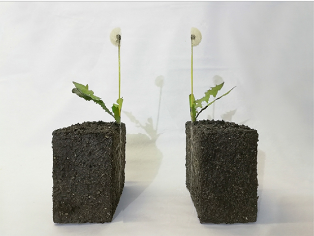 L&rsquo;orMa  &ldquo;Realmente?&rdquo;